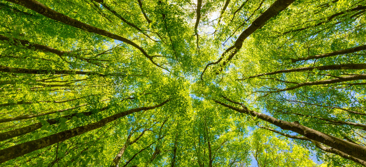 a forest of high trees from the ground