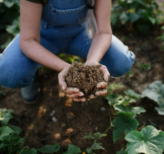 person holding a pile of soil in their hands