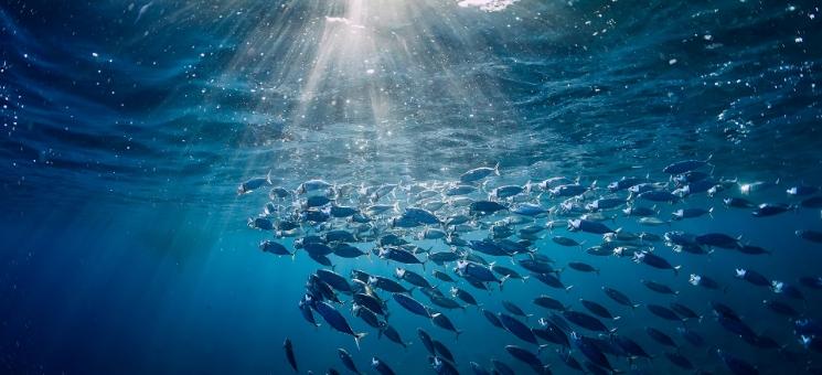 School of fish swimming in clear blue ocean water, illuminated by sunlight in a serene underwater scene.