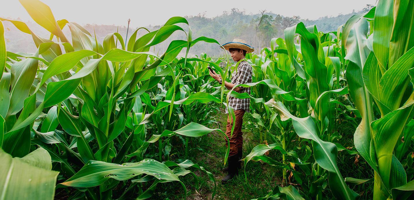 Farmer in a lush green cornfield using a tablet for crop monitoring.