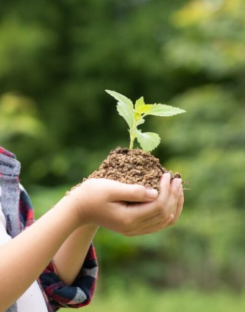 Kid holding a small plant in their hands