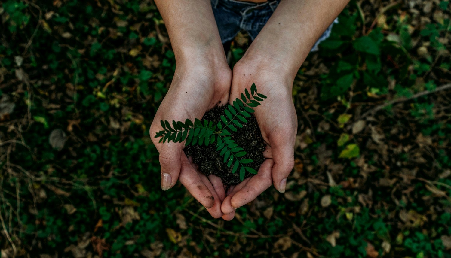 Above view of hands holding a small plant with soil.