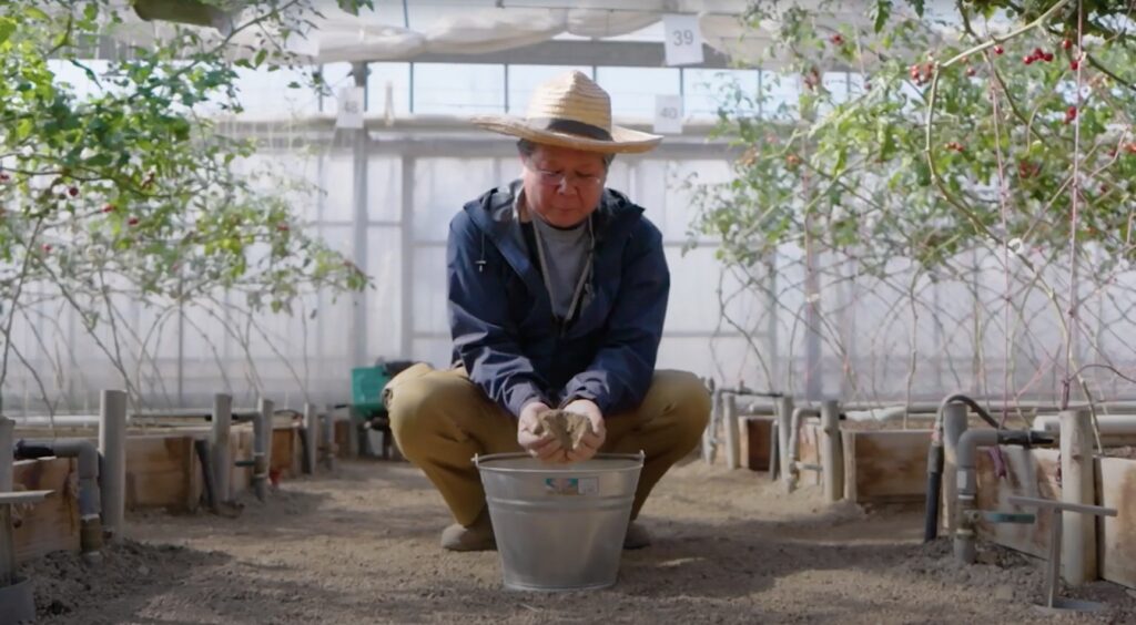 Worker checking compost in a tomato greenhouse