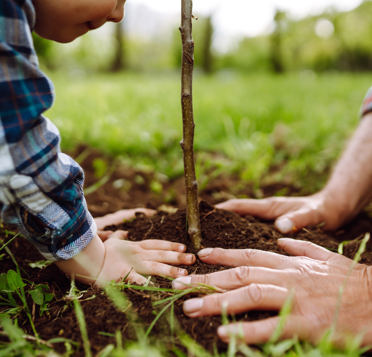 Adult and child planting a tree in the ground