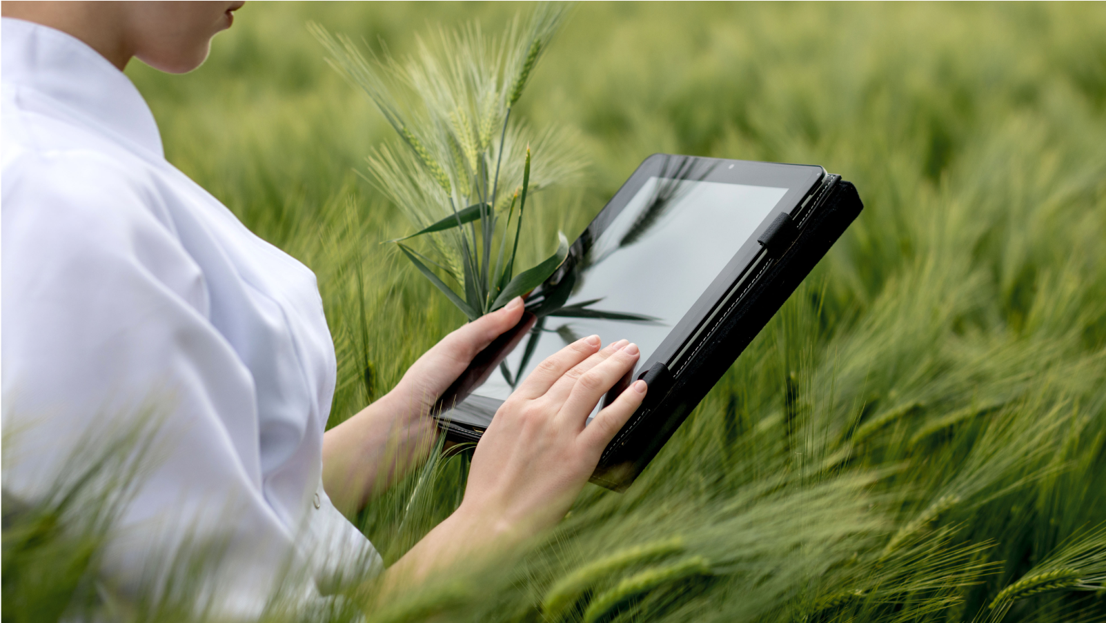 Person using tablet in green crop field.