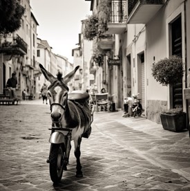 AI-generated
black and white photo of a donkey whose front legs have been replaced by a wheel.