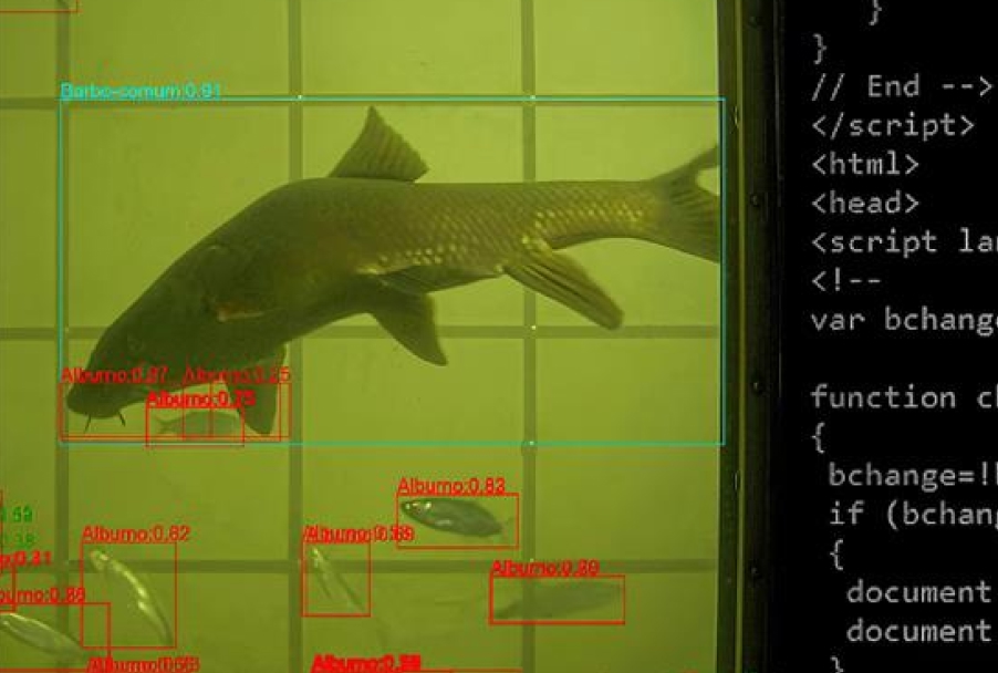 Screenshot of the FishNet program analyzing fishes