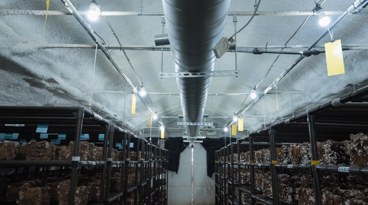 Shibukawa's mushroom greenhouse